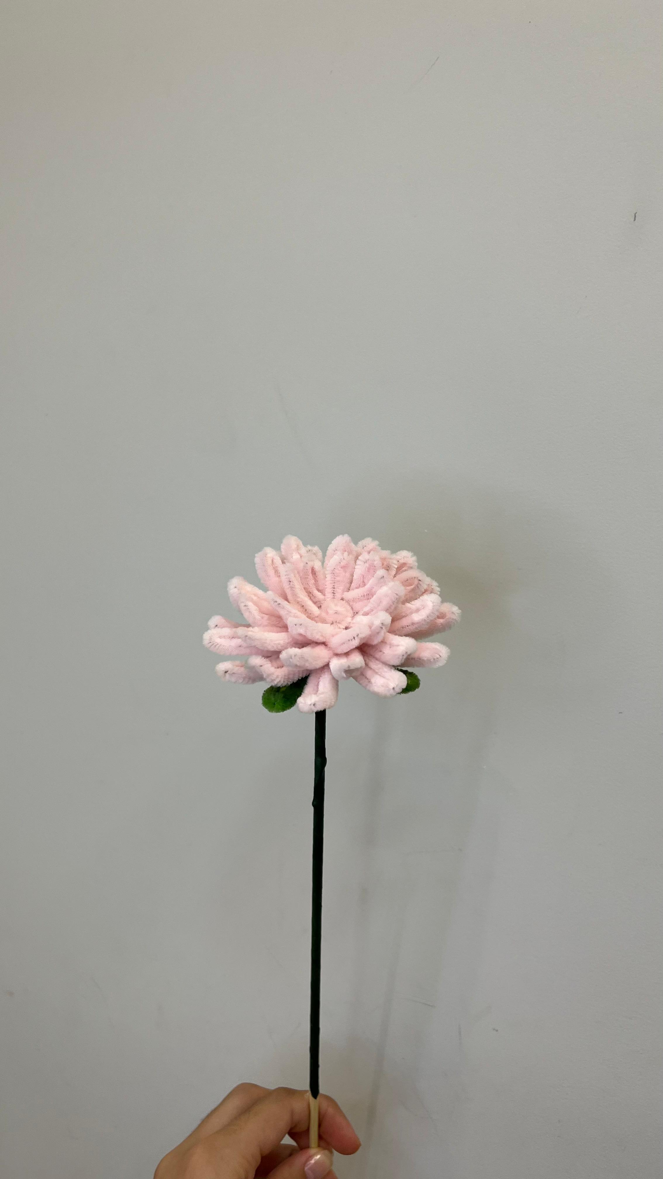 Dália PipeFlorYou